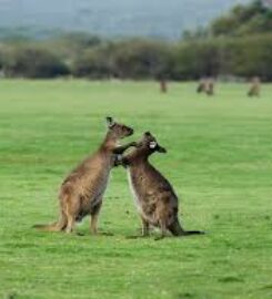 Kangaroo Island