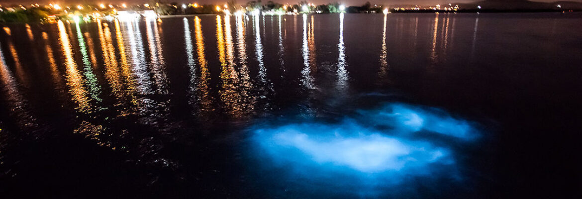 Luminous Lagoon