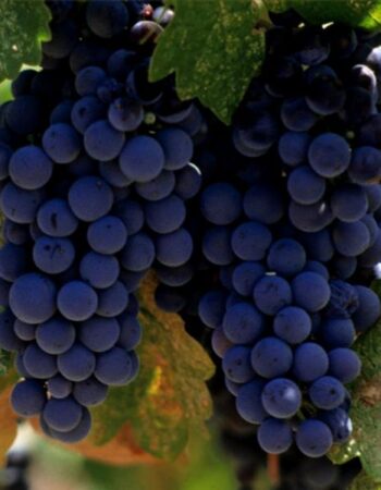Napa Valley