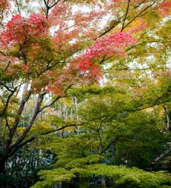 Matsushima (松島)