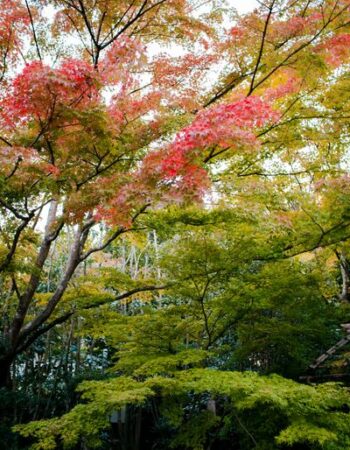 Matsushima (松島)