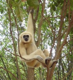 Monkey Jungle Park and Research Center