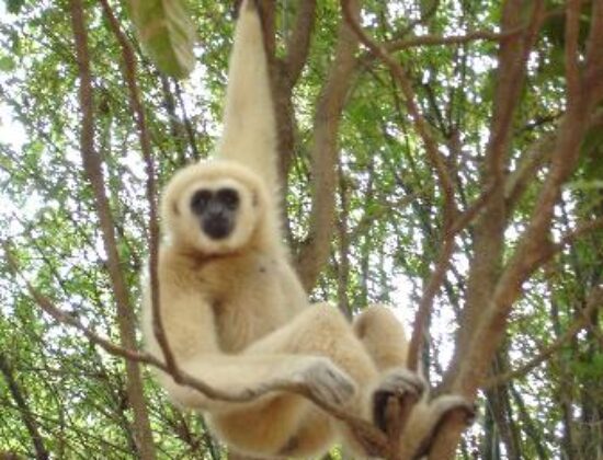 Monkey Jungle Park and Research Center