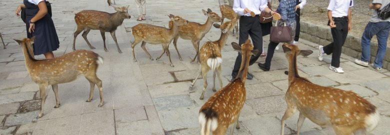 Nara Park