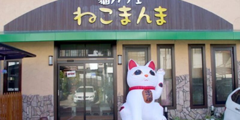 Neko Cafe Neko Manma