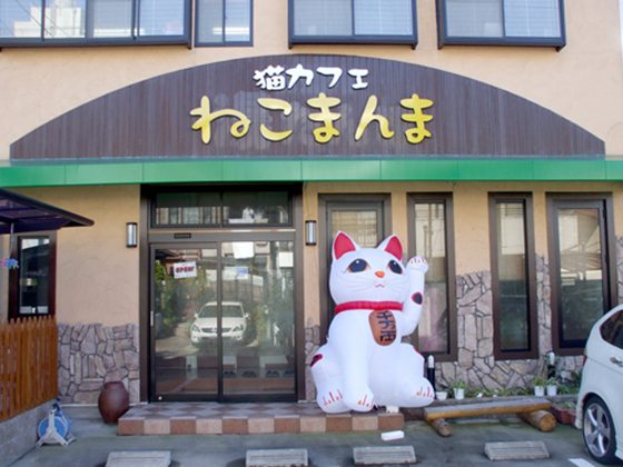  Neko  Manma Cat  Cafe  YoNinja com