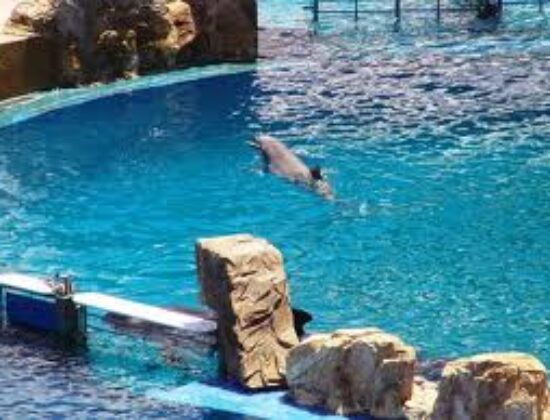 Ocean Park Hong Kong