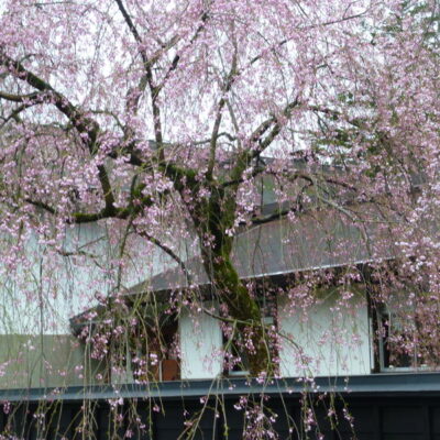 Kakunodate