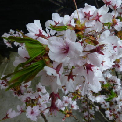 Kakunodate