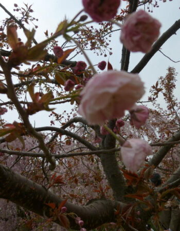 Hirosaki