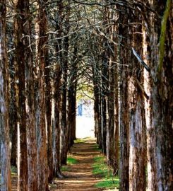 Parallel Forest