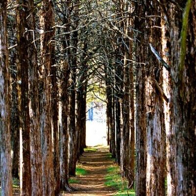 Parallel Forest