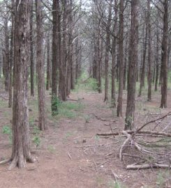 Parallel Forest