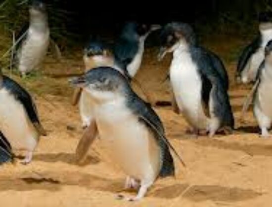 Phillip Island