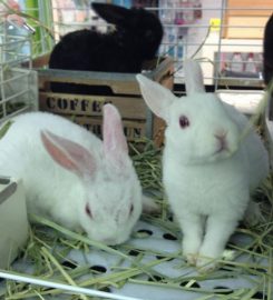 Usagi no Wonderland Rabbit Cafe