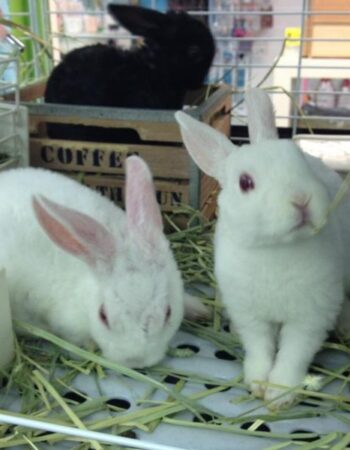 Usagi no Wonderland Rabbit Cafe