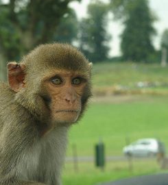 Monkey Jungle Park and Research Center