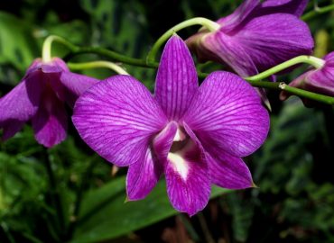 Orchid & Hibiscus Gardens