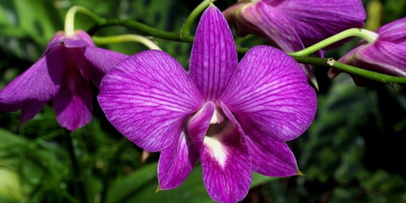 Orchid & Hibiscus Gardens