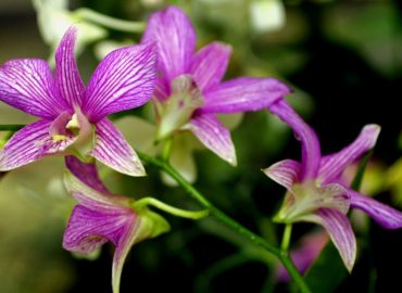 Orchid & Hibiscus Gardens