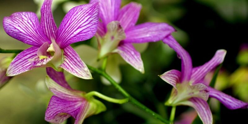 Orchid & Hibiscus Gardens