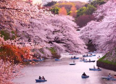 Chidorigafuchi Blossom & Boating