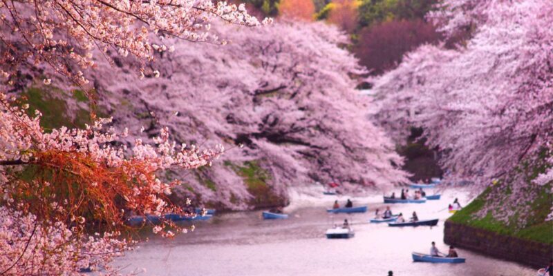 Chidorigafuchi Blossom & Boating