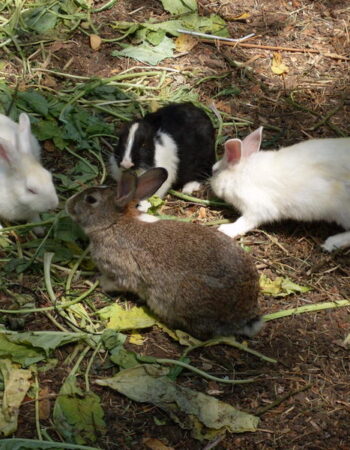 Coorg
