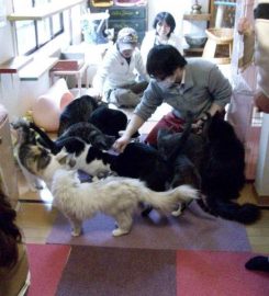 Nago Nago Cat Cafe