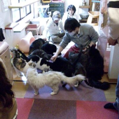 Nago Nago Cat Cafe