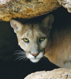 Arizona-Sonora Desert Museum