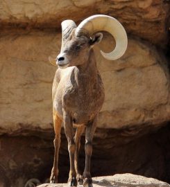 Arizona-Sonora Desert Museum