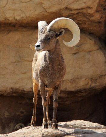 Arizona-Sonora Desert Museum