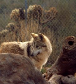 Arizona-Sonora Desert Museum