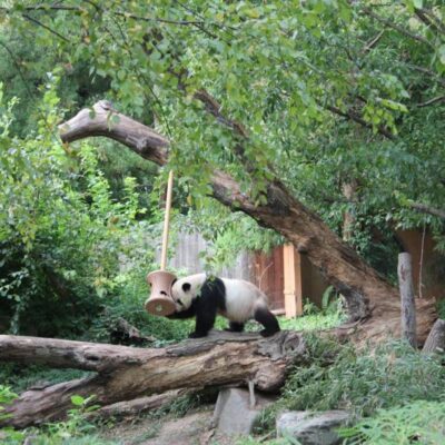 Smithsonian National Zoological Park