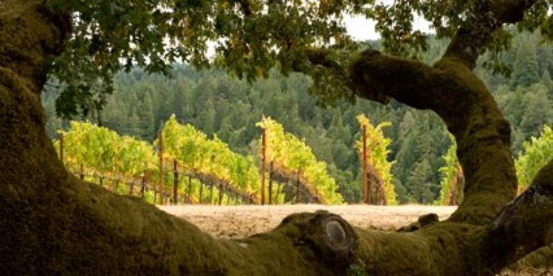 Goldeneye Winery
