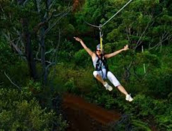 Bellevue Zip Tour