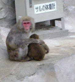 Ueno Zoo