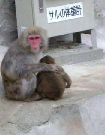 St. Louis Zoo