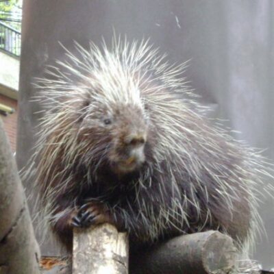 Ueno Zoo