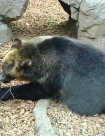 St. Louis Zoo