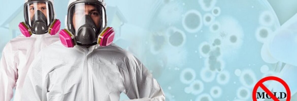 All US Mold Inspection NYC