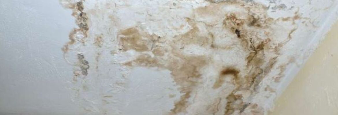 ALL US Mold Removal & Remediation Phoenix AZ
