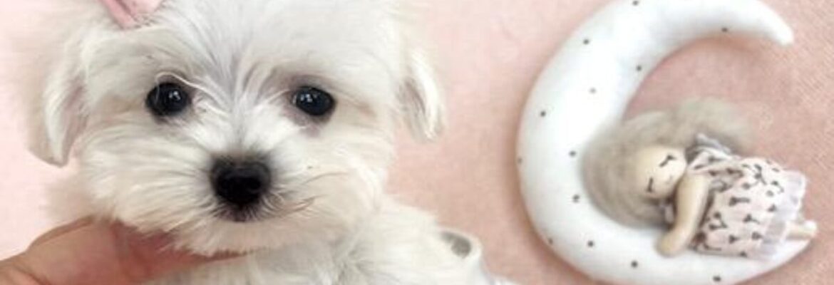 Dog Boutique Store